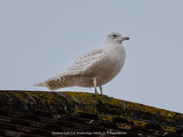 Iceland Gull