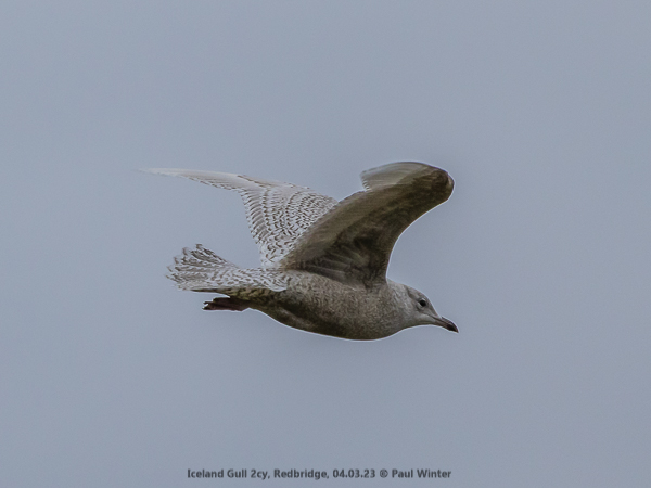 Iceland Gull