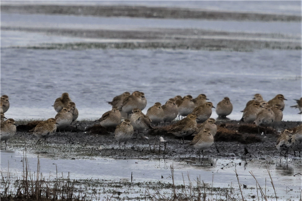 Golden Plover