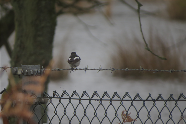 Pied Flycatcher