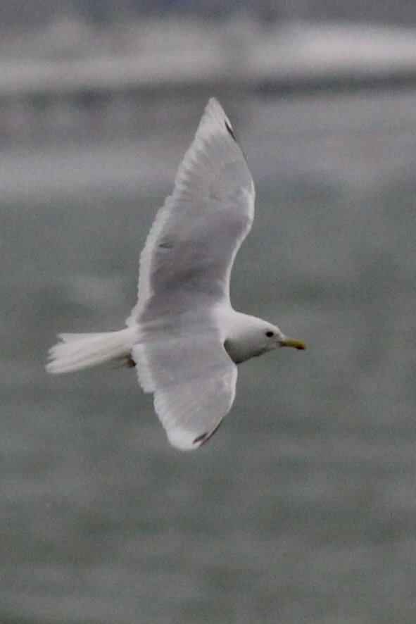 Iceland Gull