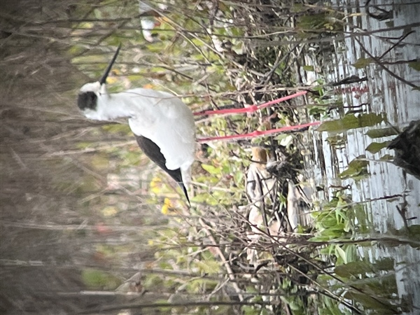 Black-winged Stilt