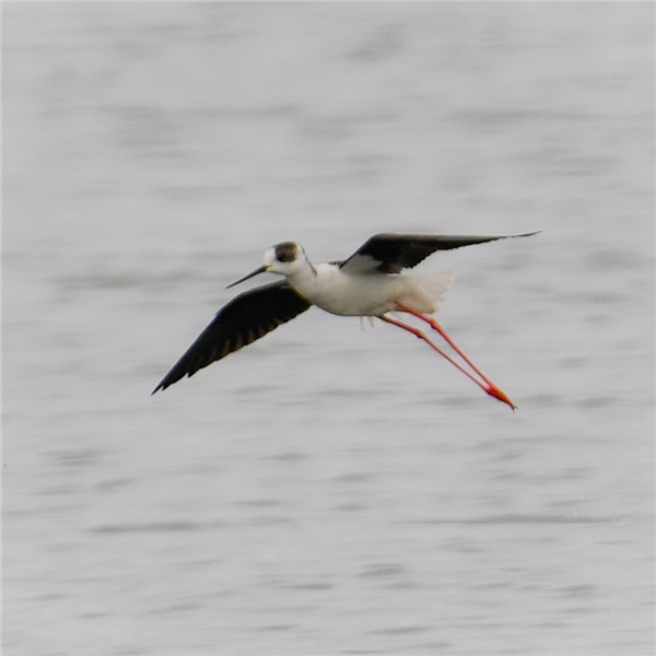 Black-winged Stilt