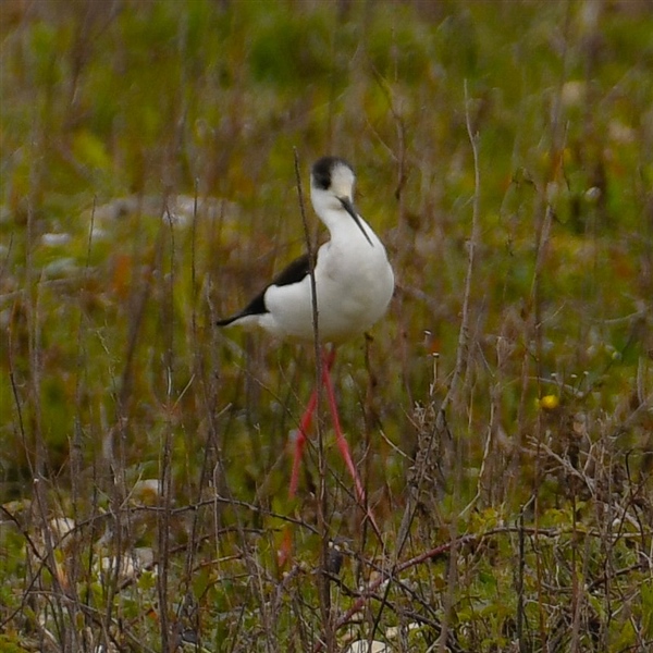 Black-winged Stilt