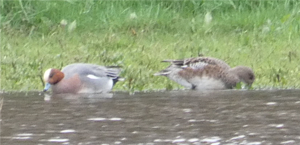 Wigeon