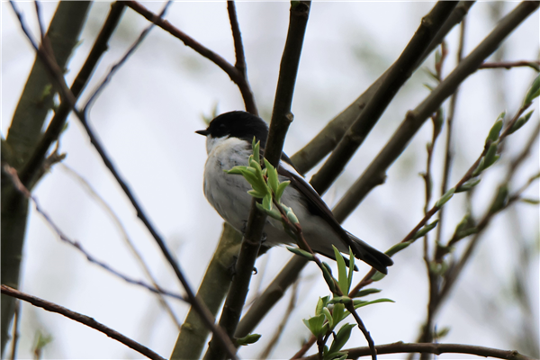 Pied Flycatcher