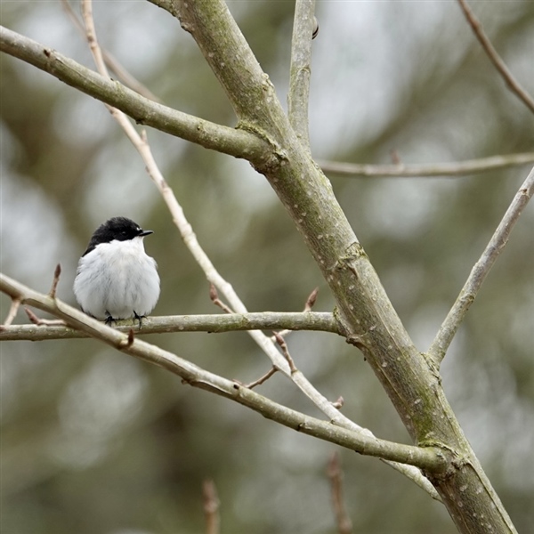 Pied Flycatcher