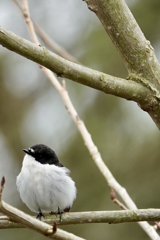 Pied Flycatcher