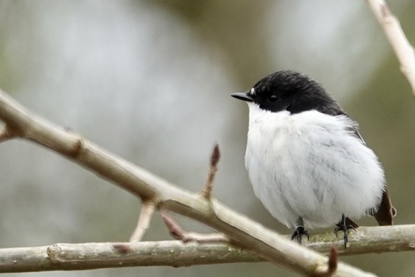 Pied Flycatcher