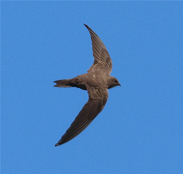 Alpine Swift