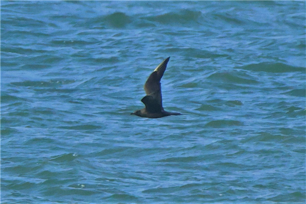 Arctic Skua