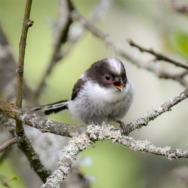 Long-tailed Tit