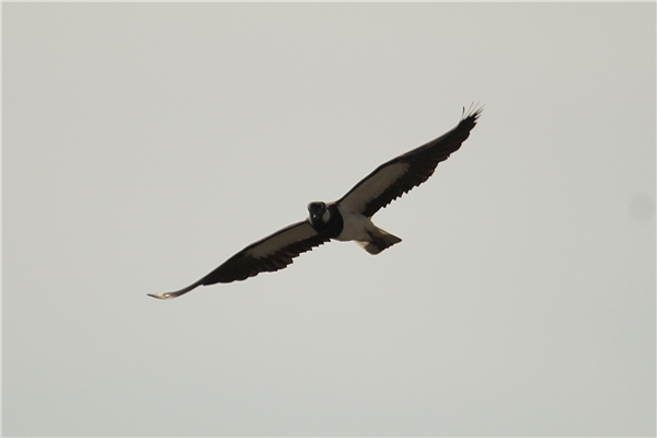 Lapwing