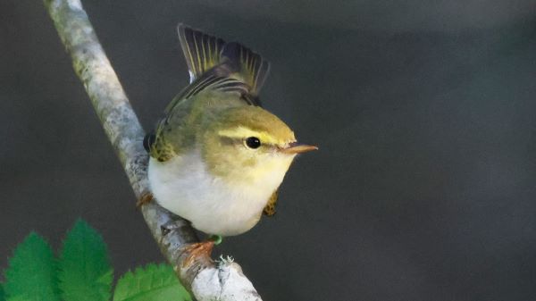 Wood Warbler