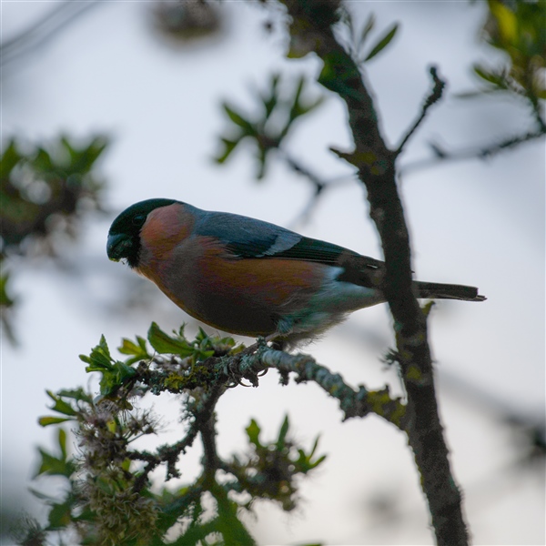 Bullfinch