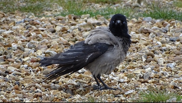 Hooded Crow