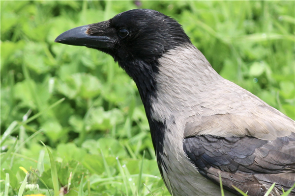 Hooded Crow