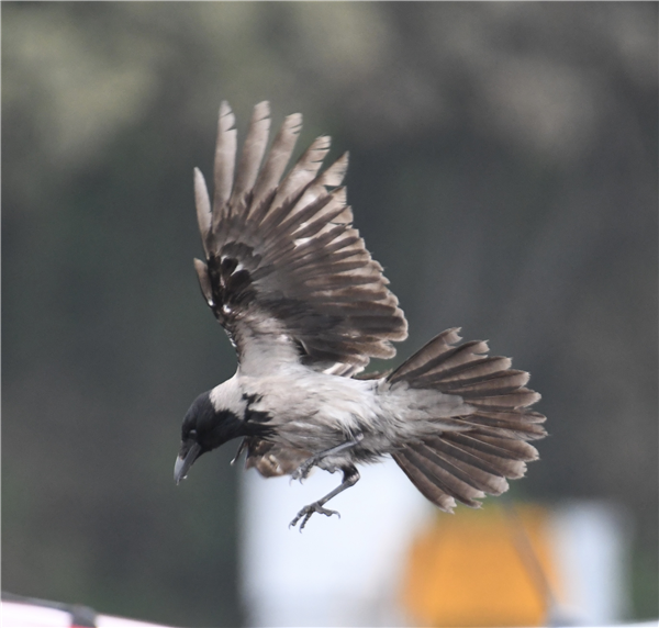 Hooded Crow