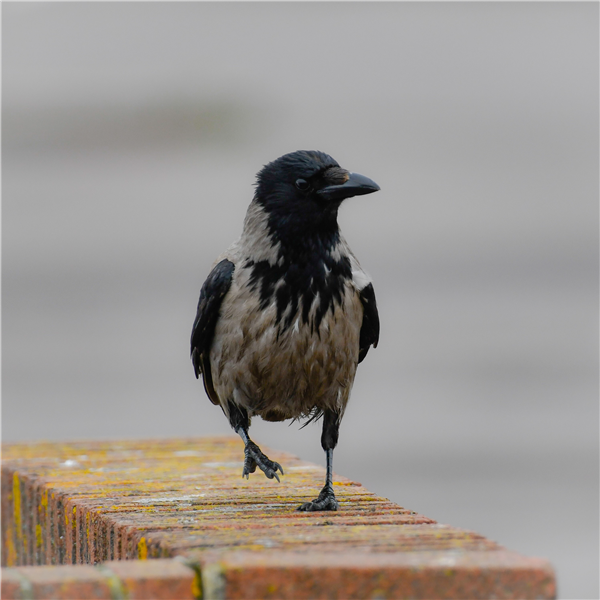 Hooded Crow