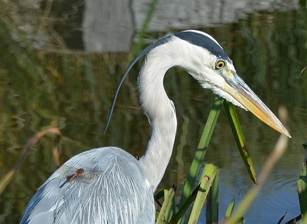 Grey Heron