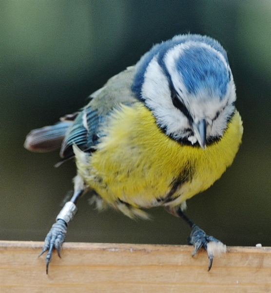 Blue Tit