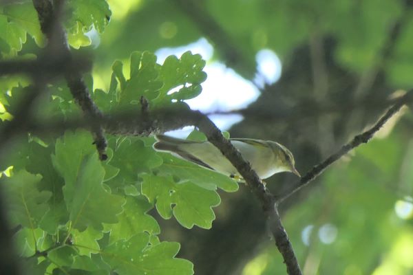 Wood Warbler