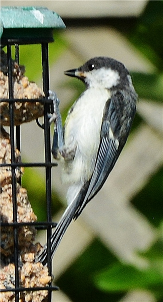 Great Tit