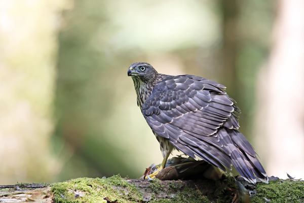 Goshawk