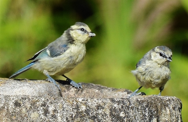 Blue Tit