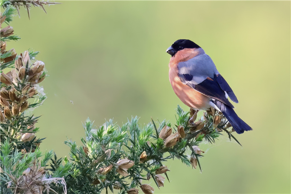 Bullfinch