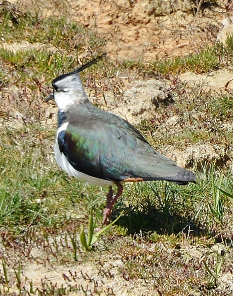 Lapwing