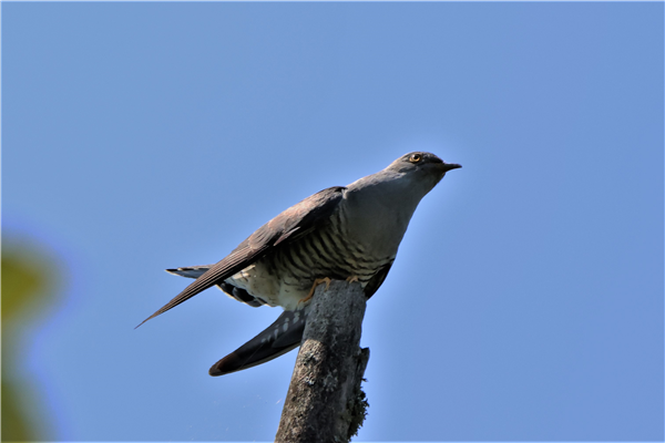 Cuckoo