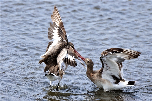 Black-tailed Godwit