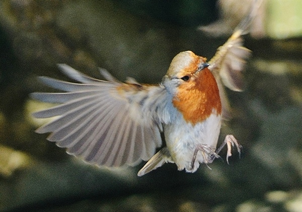 Robin