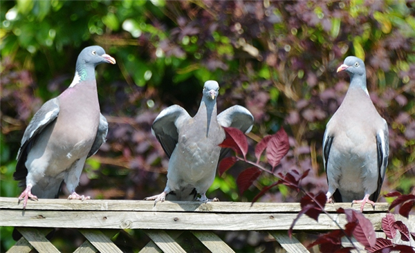 Woodpigeon