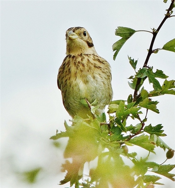 Corn Bunting