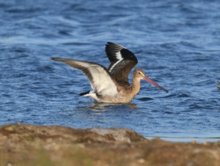 Black-tailed Godwit