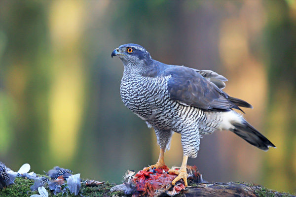 Goshawk