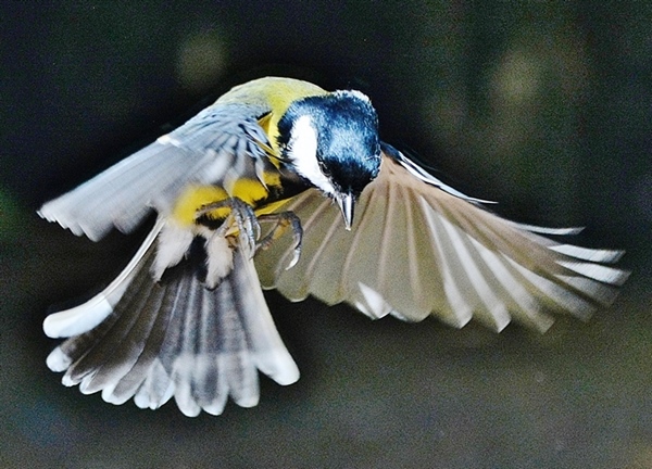 Great Tit