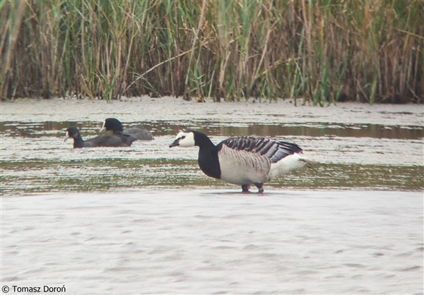 Barnacle Goose