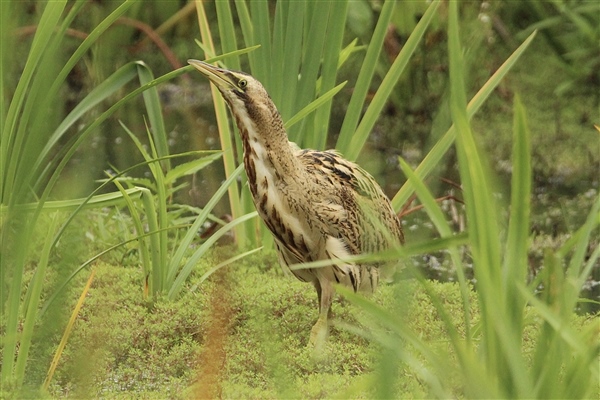 Bittern