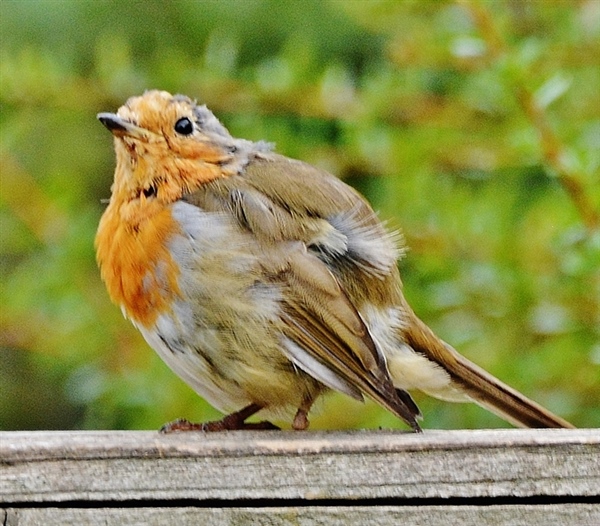 Robin