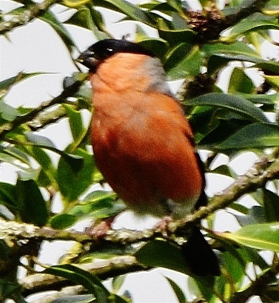 Bullfinch