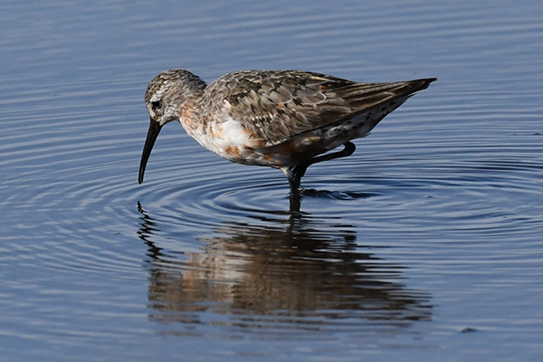 Curlew Sandpiper