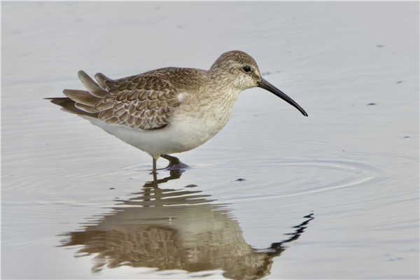 Curlew Sandpiper