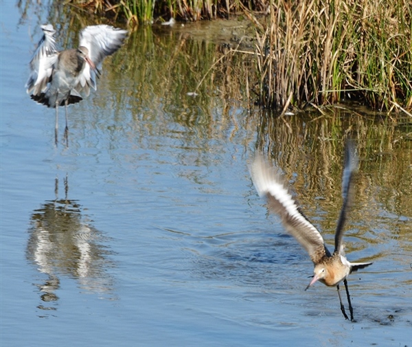 Black-tailed Godwit