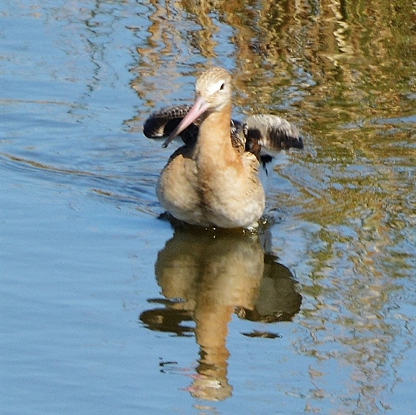 Black-tailed Godwit