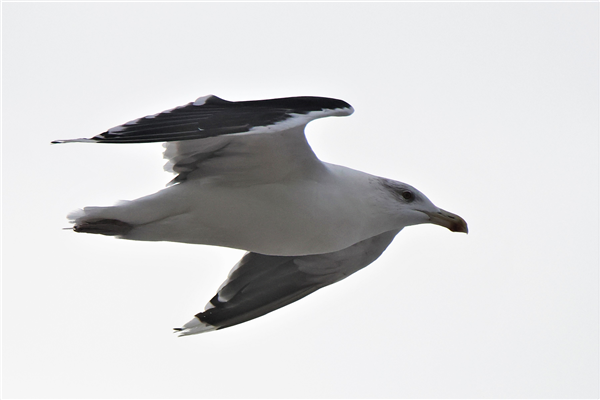 Great Black-backed Gull