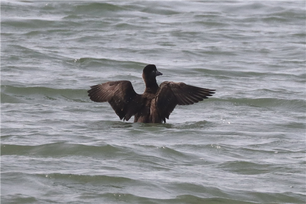 Surf Scoter