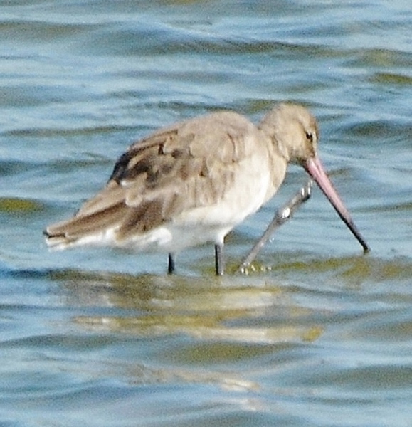 Black-tailed Godwit